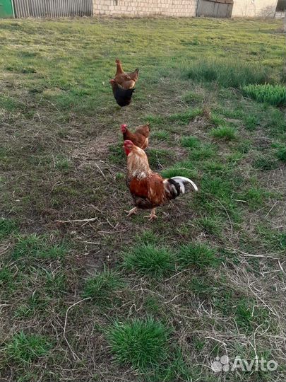 Домашние куриные яйца