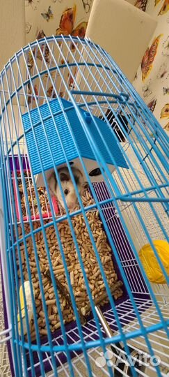 Хомяк короткошерстный, белый, с клеткой