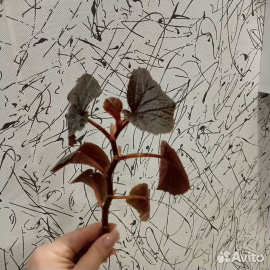 Комнатные растения цветы