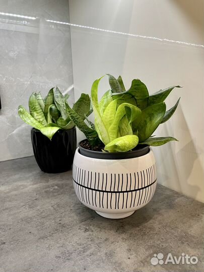 Сансевиерия ханни