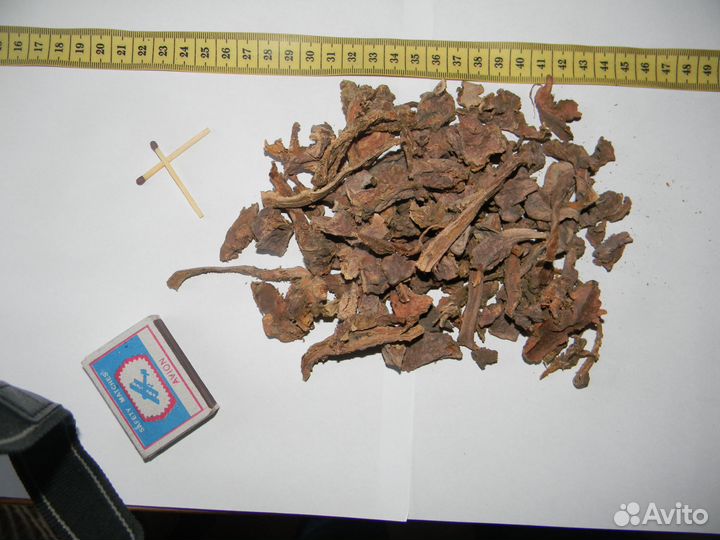 Золотого корня рассаду