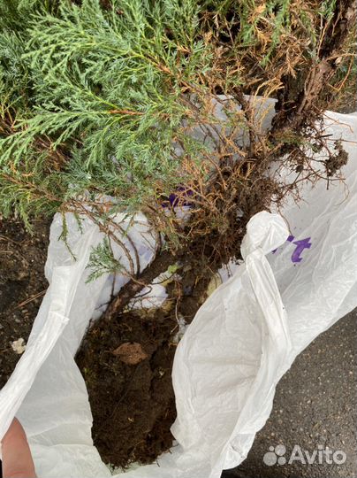 Можжевельник казацкий