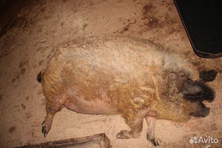 Венгерская мангалица