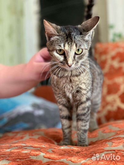 Котенок в добрые руки