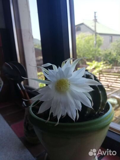 Цветущий кактус