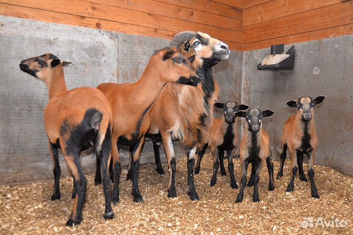 Камерунская овца, керри хил