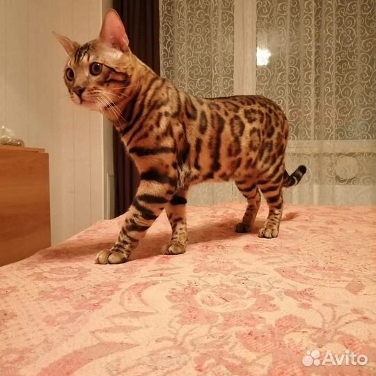 Бенгальские котята