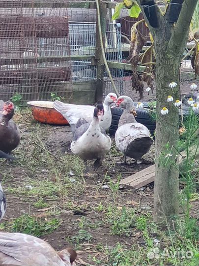 Индоутки, селезни и утки