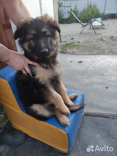 Немецкая овчарка