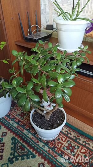 Комнатные растения