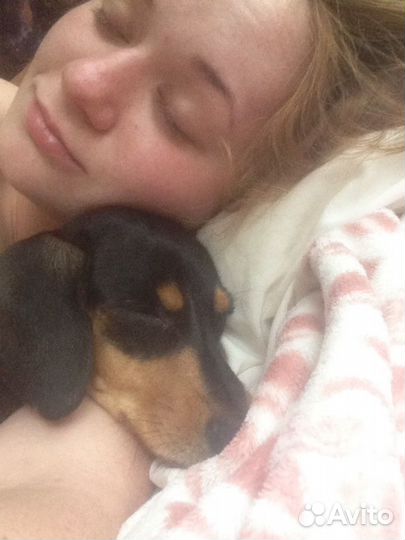 Передержка животных