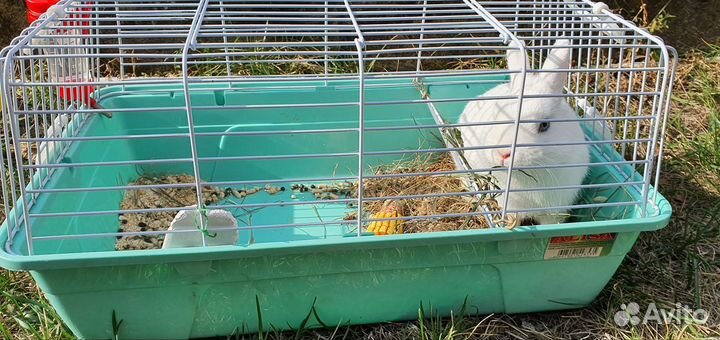 Декоративный кролик