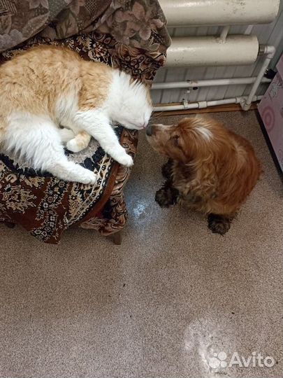 Собака в добрые руки