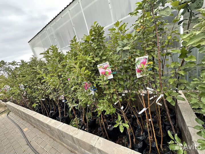 Саженцы плодовых деревьев