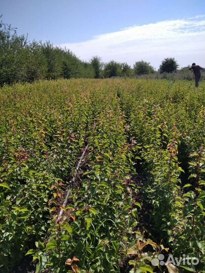 В продаже подвой жерделы