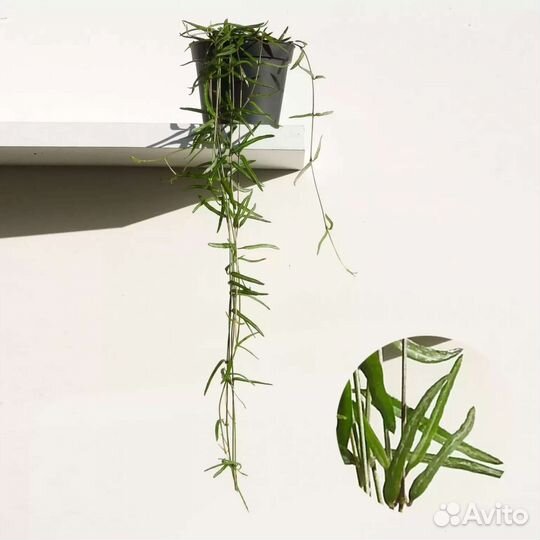 Церопегия линеарис