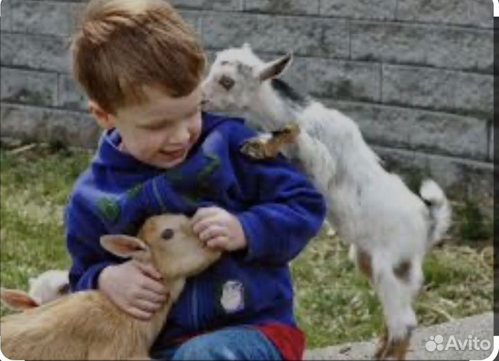 Козы молоко домашное