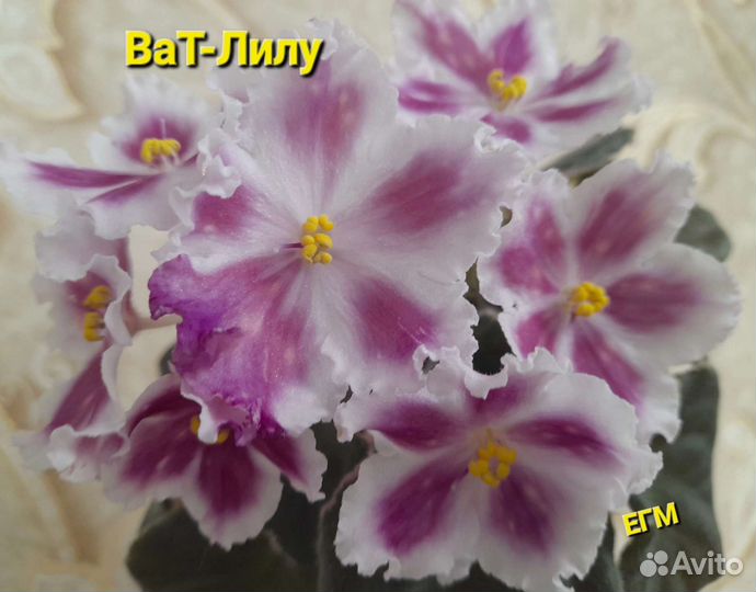 Фиалки - детки, стартеры более 60 сортов