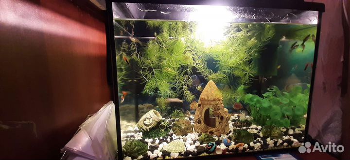 Аквариум