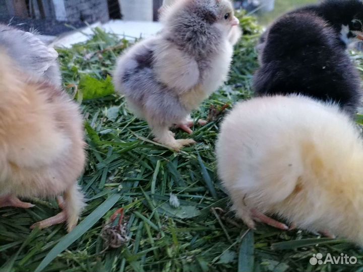 Домашние цыплята