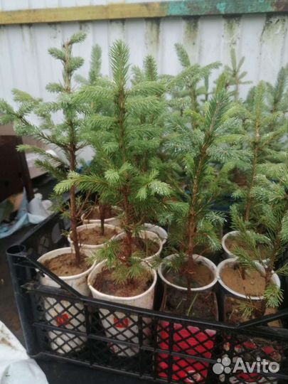 Ель саженцы