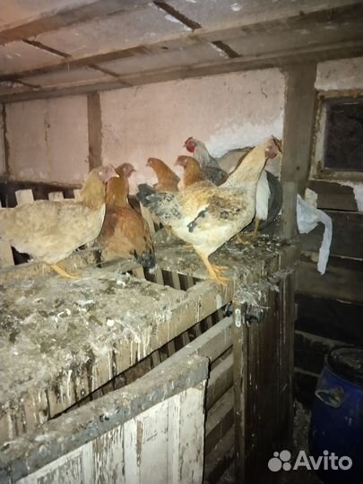 Куры молодки домашние