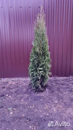 Туи в наличии