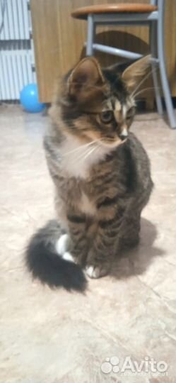 Котята