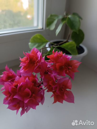 Бугенвиллия взрослая