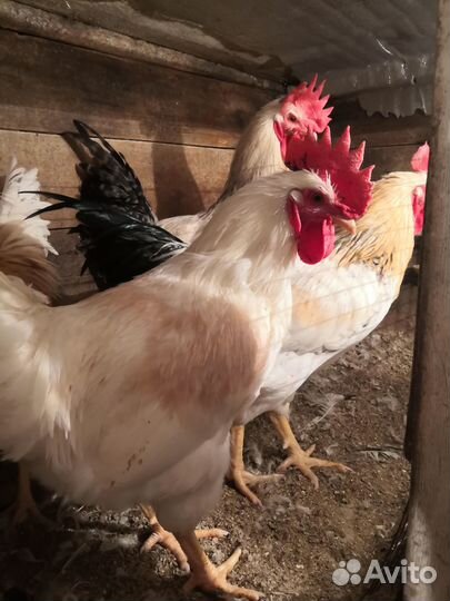 Продам петушков