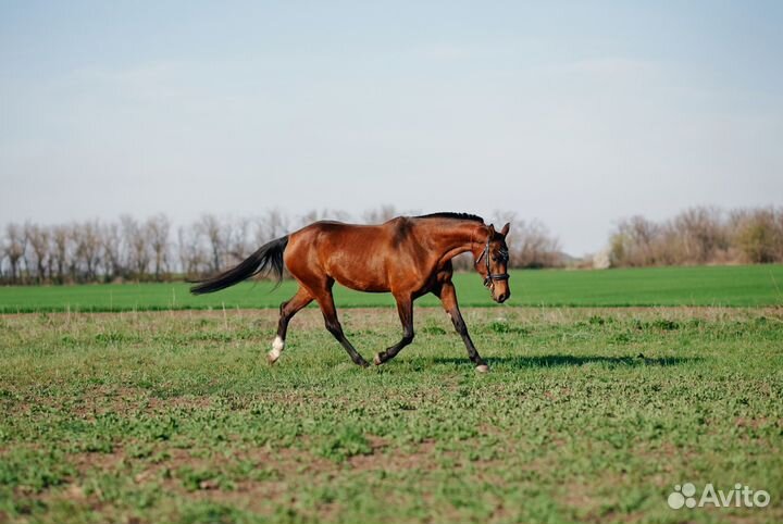 Ахалтекинская кобыла