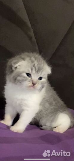 Шотландские малыши в резерв