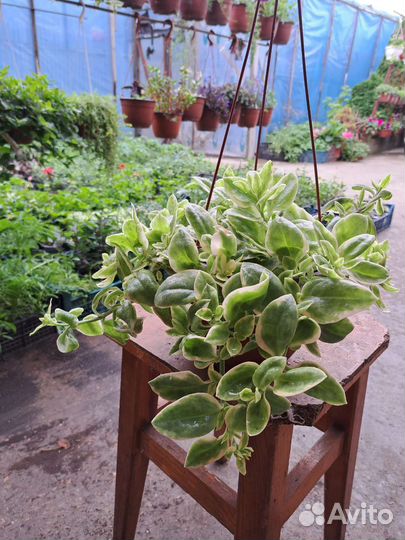 Традисканция