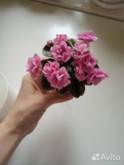 Фиалки цветущие