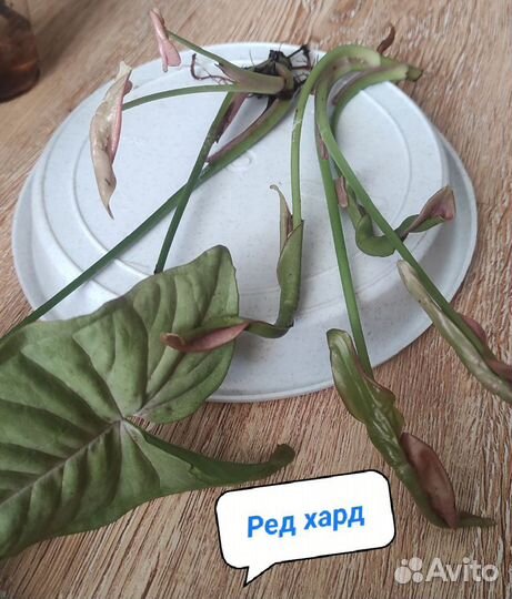 Сингониумы