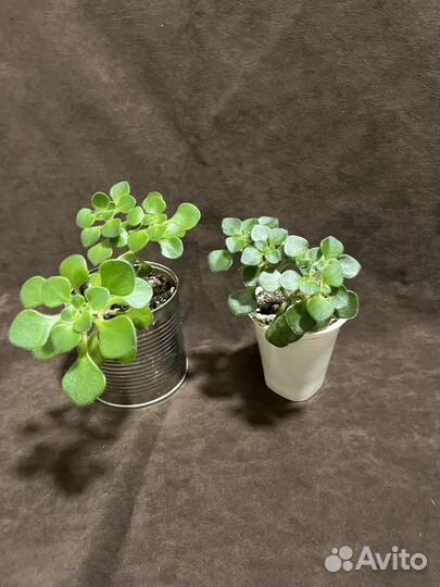 Аихризон и др. суккуленты