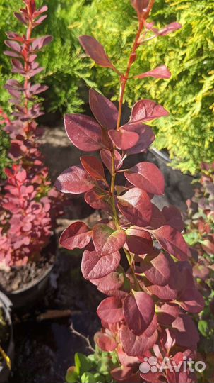 Барбарис тунберга