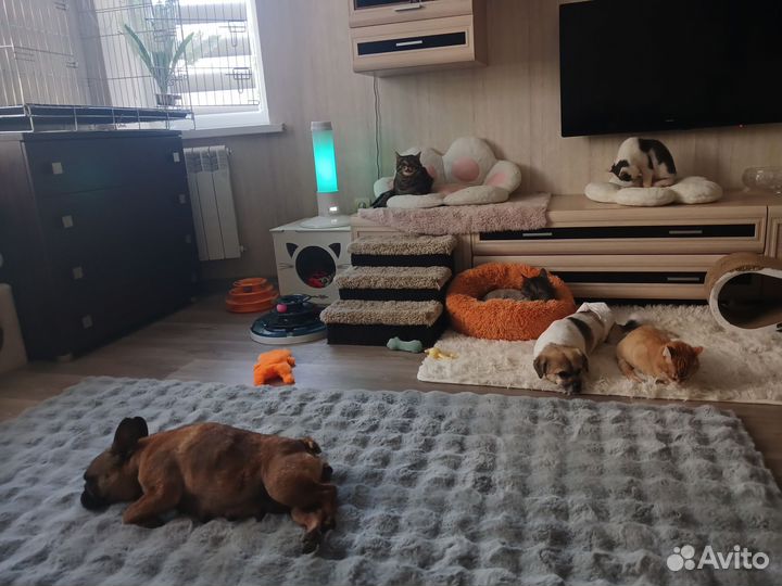 Передержка кошек инвалидов или маленьких собак