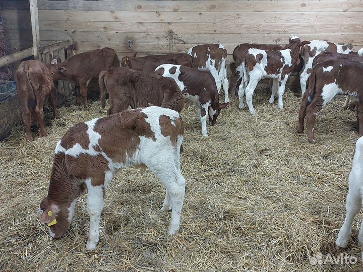 Бычки быки телята