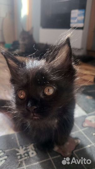 Котята мейкун