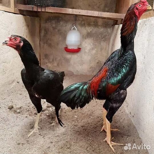 Бойцовые петухи