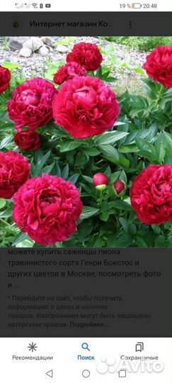 Пион Генри Бокстос