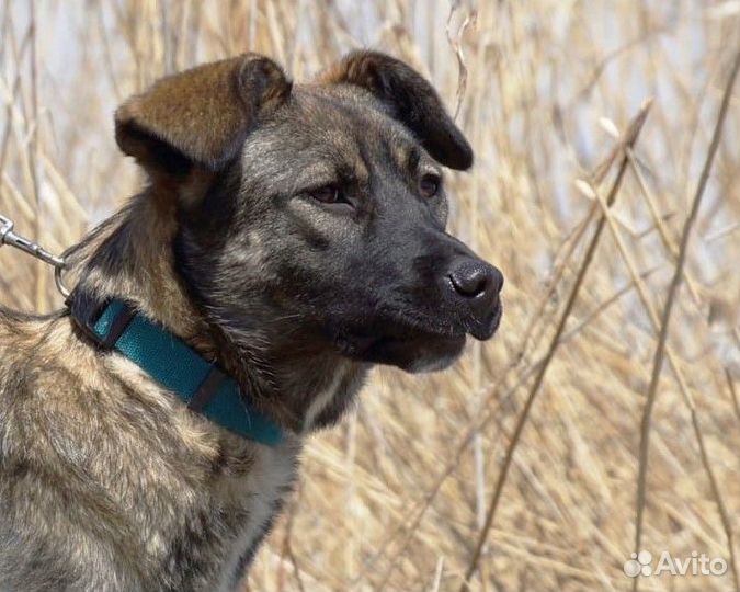 Собачка ищет Дом