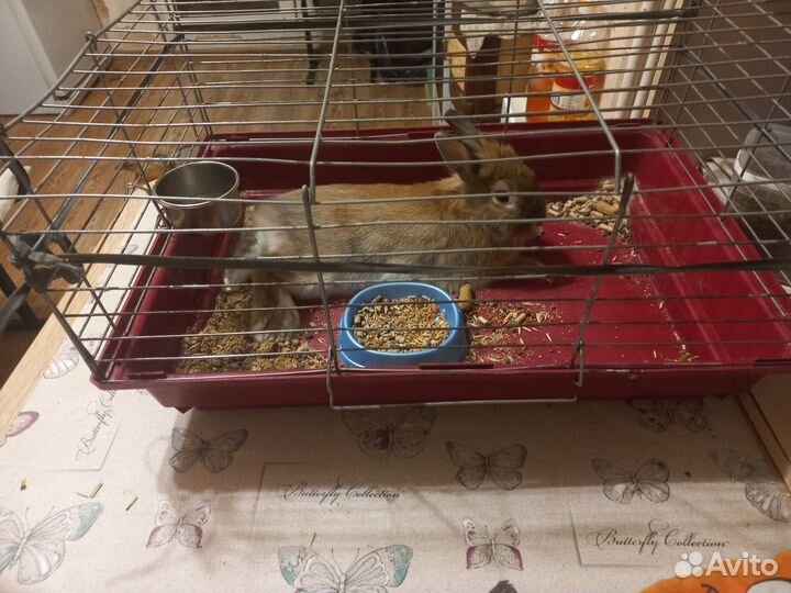 Кролик домашний