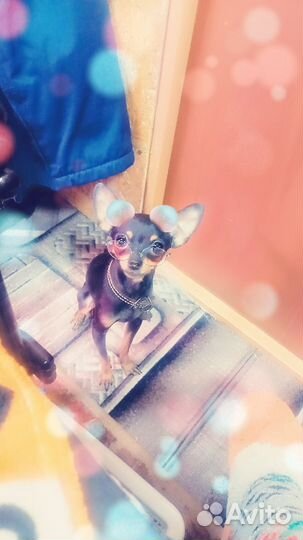 Вязка той-терьер мини