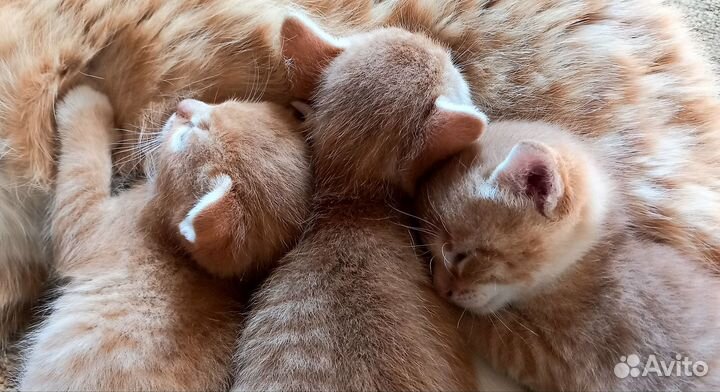 Котик в добрые руки