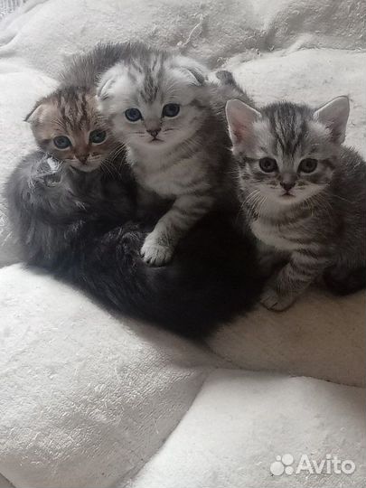 Шотландская вислоухая