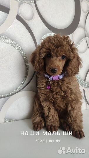 Той-пудель ред браун