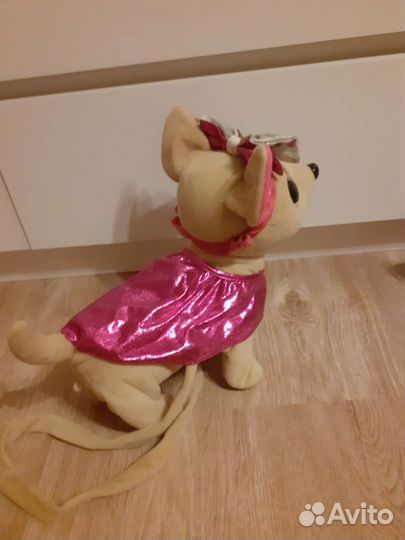 Собака Чичилав