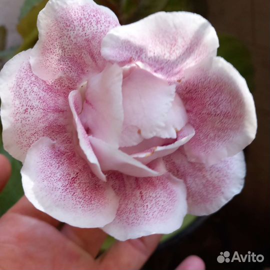 Глоксиния махровая